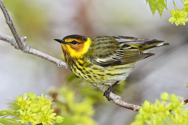 Cape May Warbler © Russ Chantler